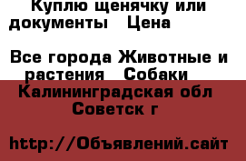 Куплю щенячку или документы › Цена ­ 3 000 - Все города Животные и растения » Собаки   . Калининградская обл.,Советск г.